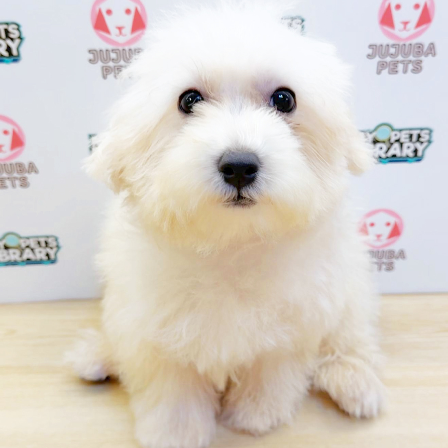 Toy Poodle Puppy (Male) For Sale