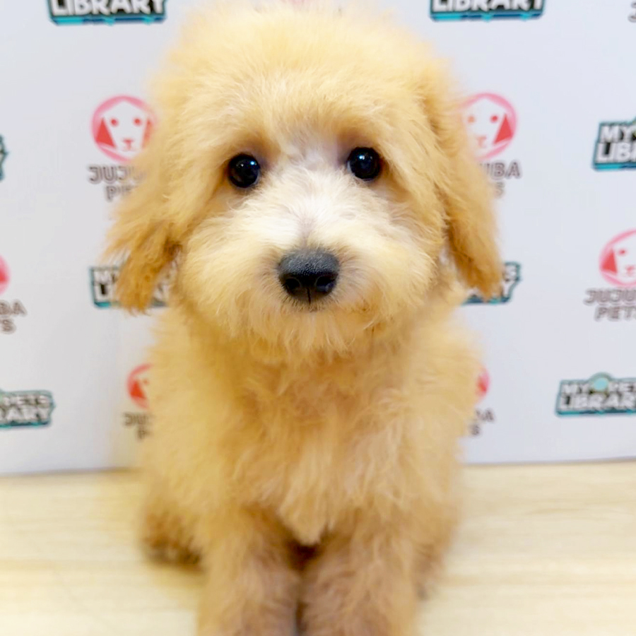 Toy Poodle Puppy (Female) For Sale