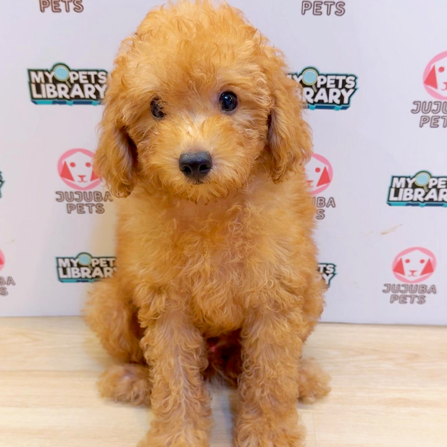 Toy Poodle Puppy (Male) For Sale
