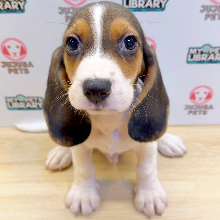 Beagle Puppy (Male) For Sale