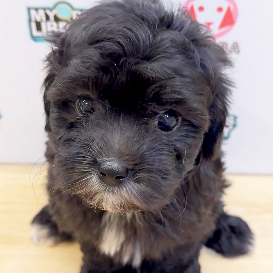 Toy Poodle Puppy (Female) For Sale