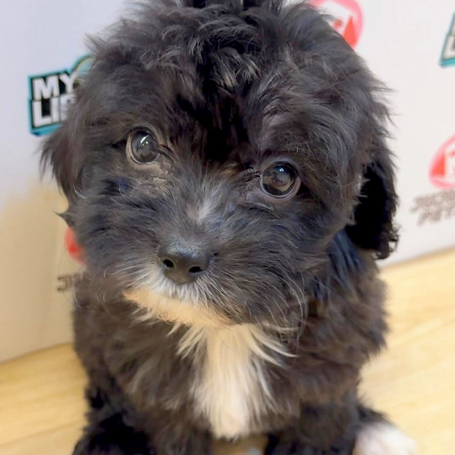 Toy Poodle Puppy (Female) For Sale