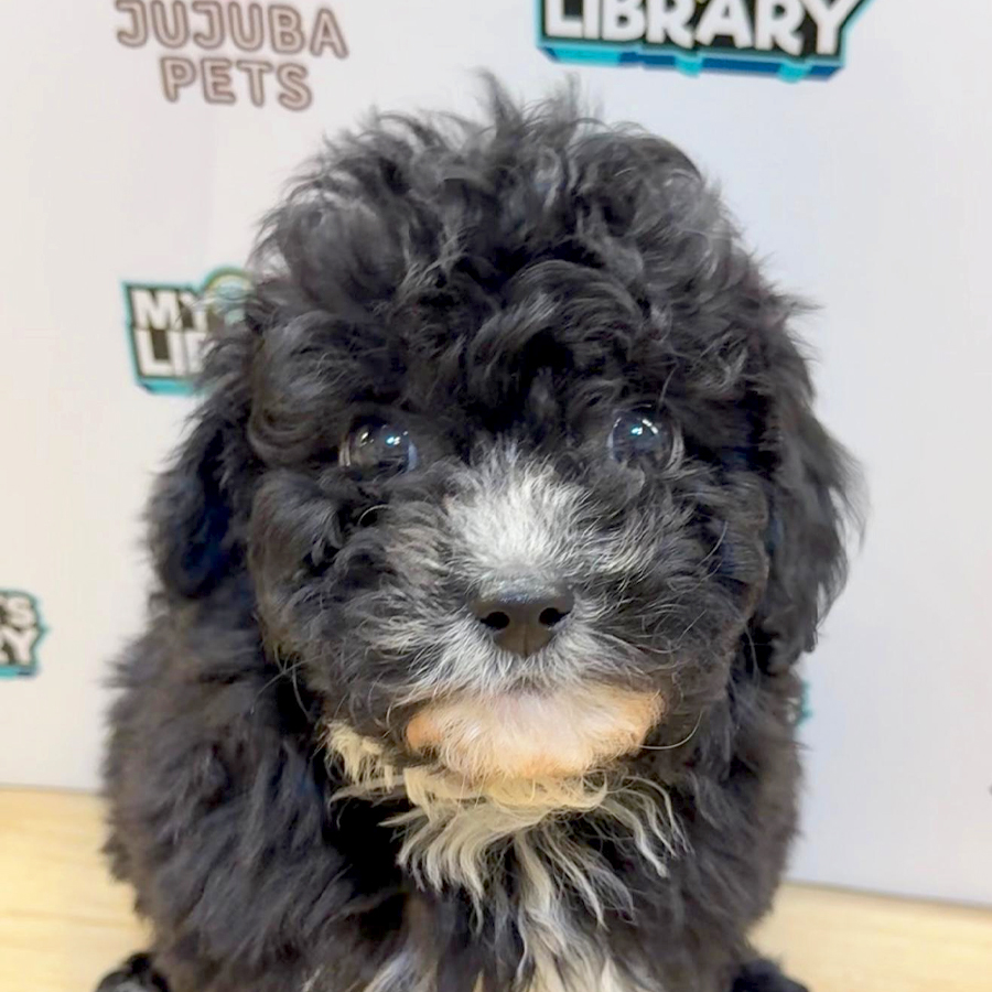 Toy Poodle Puppy (Male) For Sale