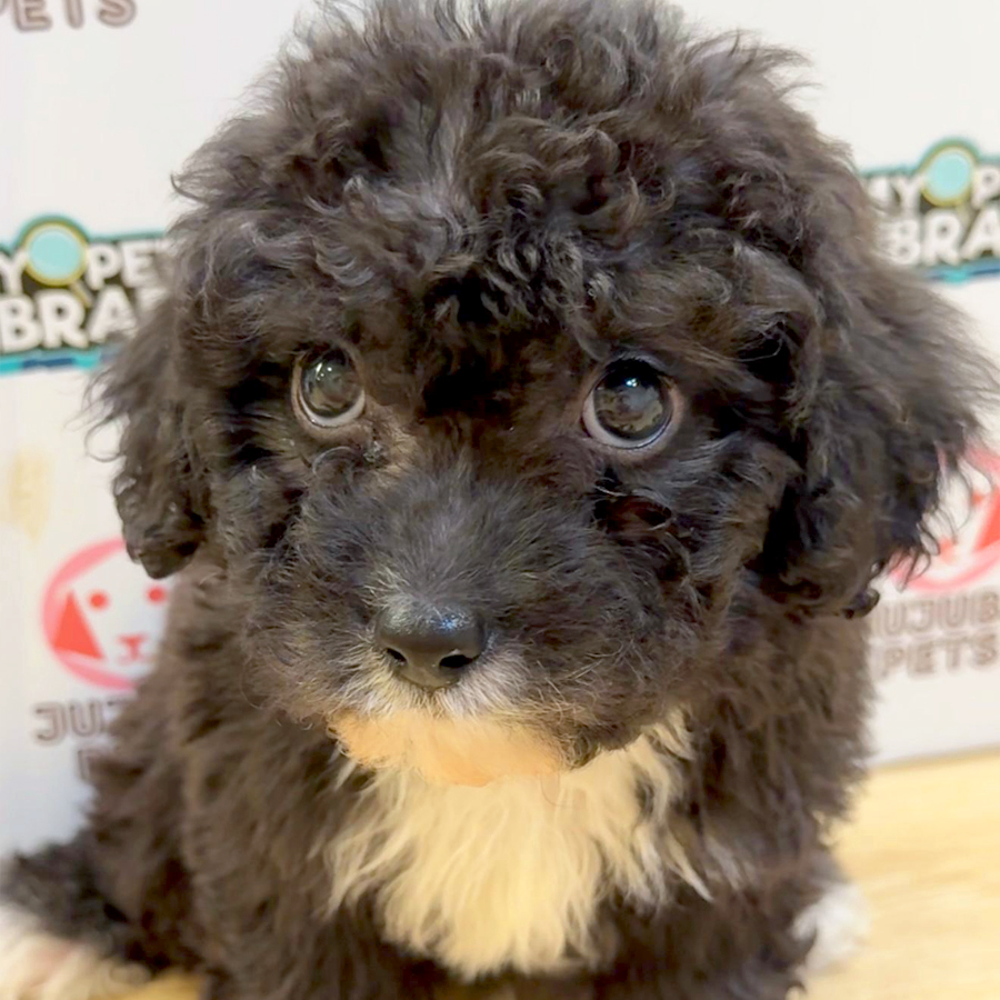Toy Poodle Puppy (Male) For Sale