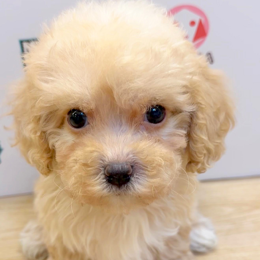 Poochon Puppy (Female) For Sale