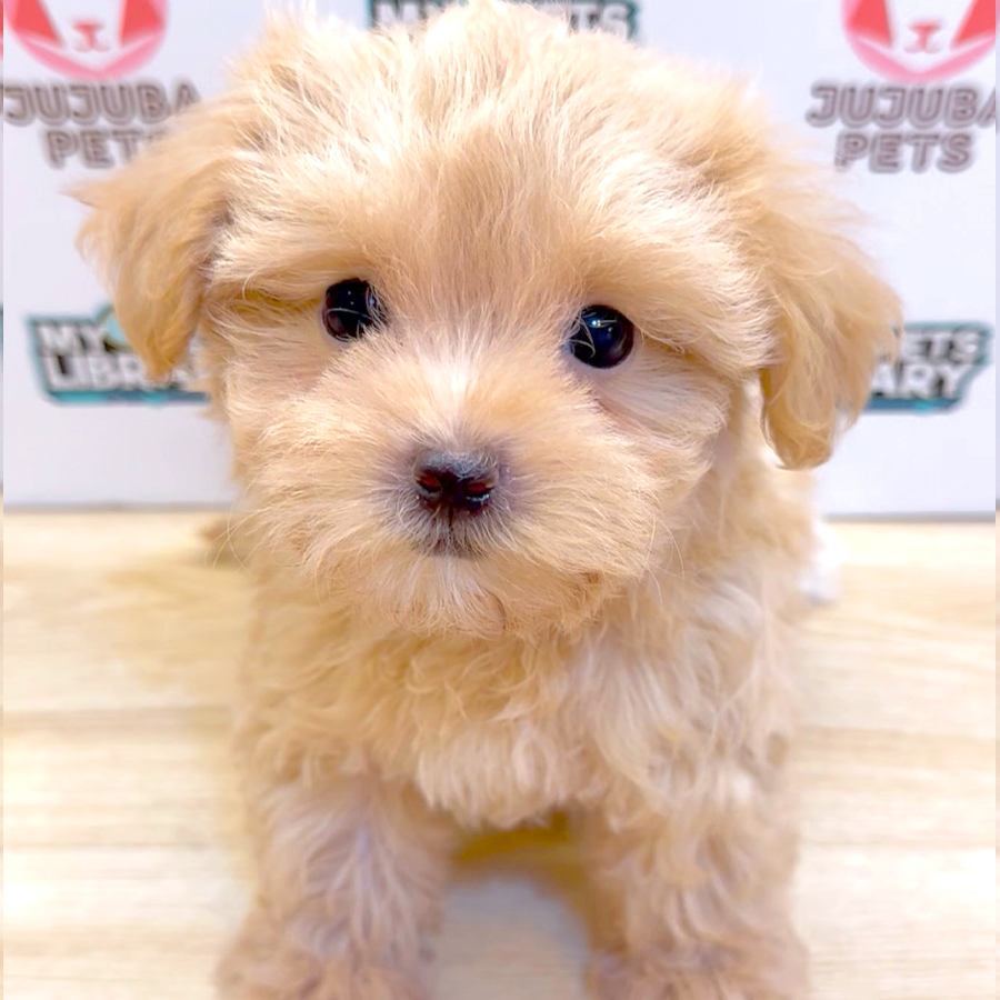 Tiny Maltipoo Puppy (Female) For Sale