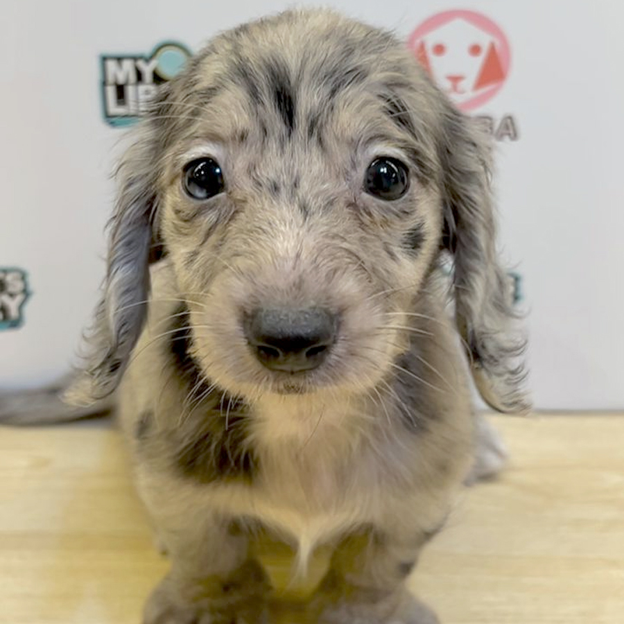 Long Coat Miniature Dachshund Puppy (Female) For Sale