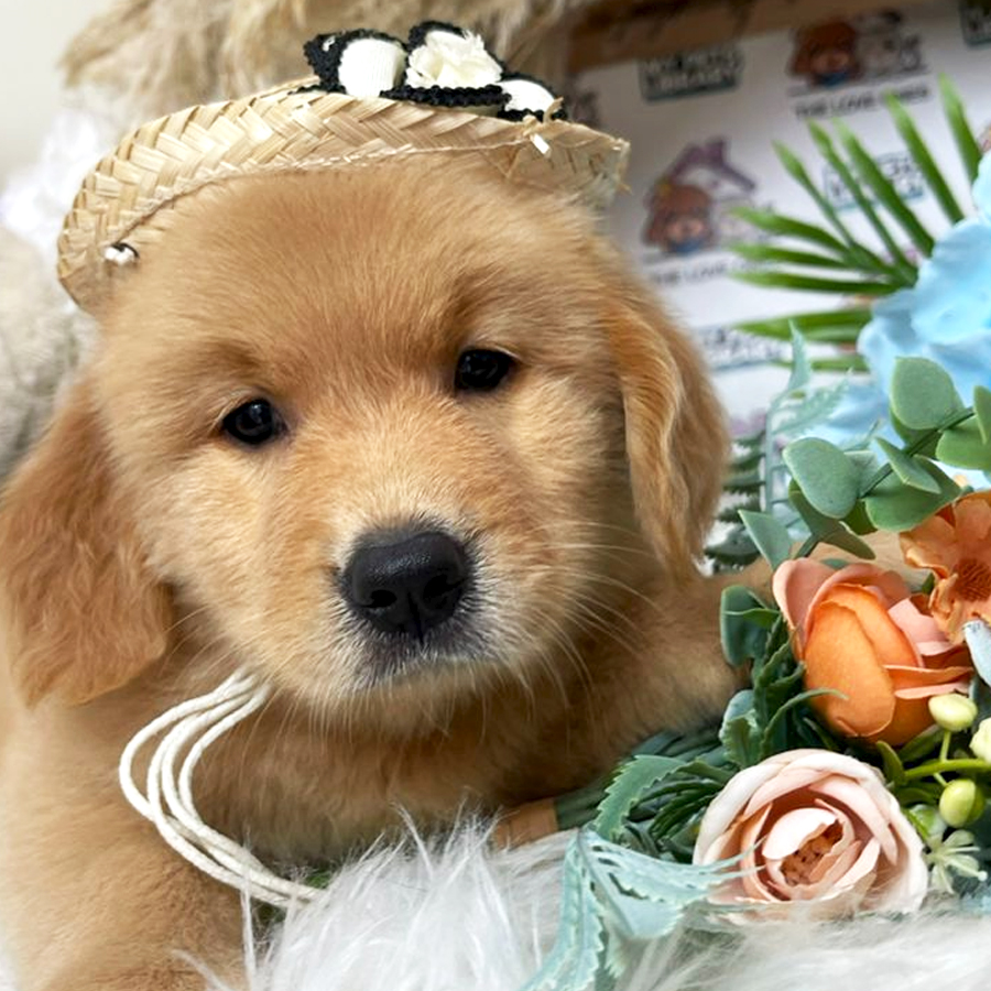 Golden Retriever Puppy (Female) For Sale