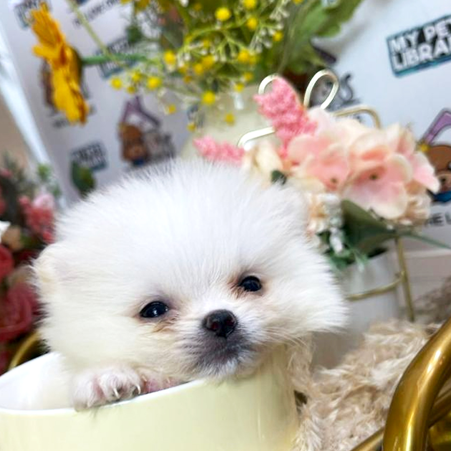 Tiny Teacup Pomeranian Puppy (Male) For Sale