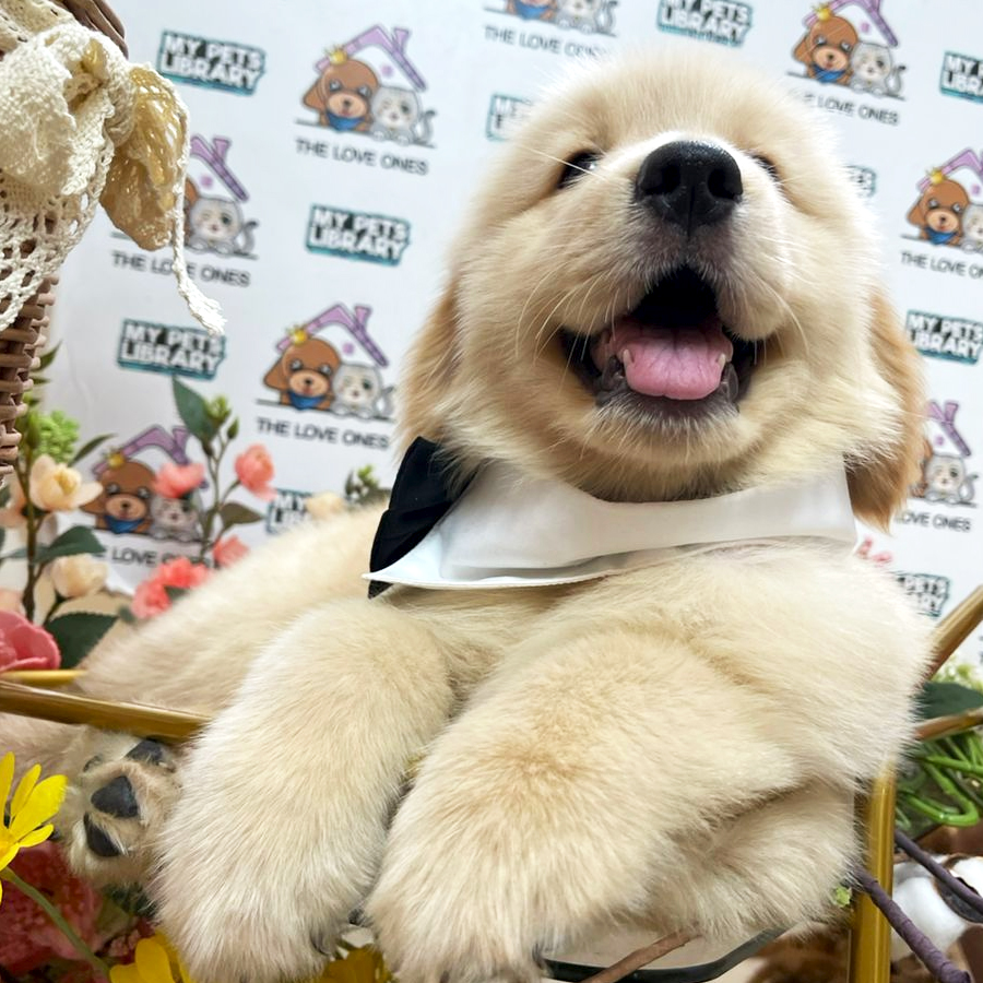 Golden Retriever Puppy (Male) For Sale