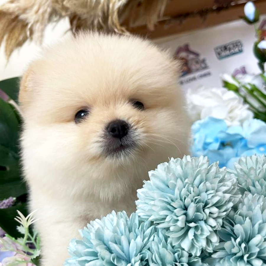 Tiny Teacup Pomeranian Puppy (Female) For Sale