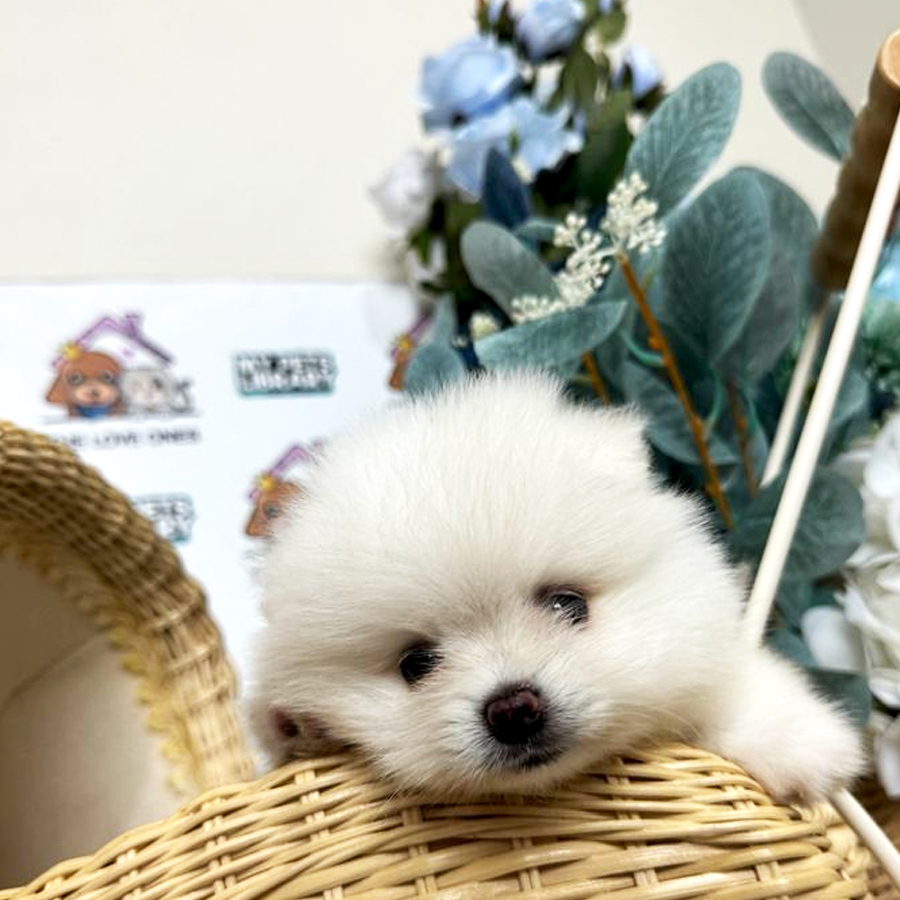 Tiny Pomeranian Puppy (Male) For Sale