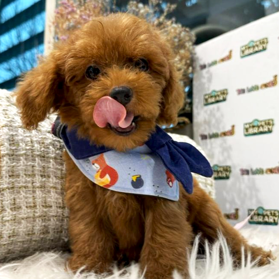 Tiny Toy Poodle Puppy (Male) For Sale