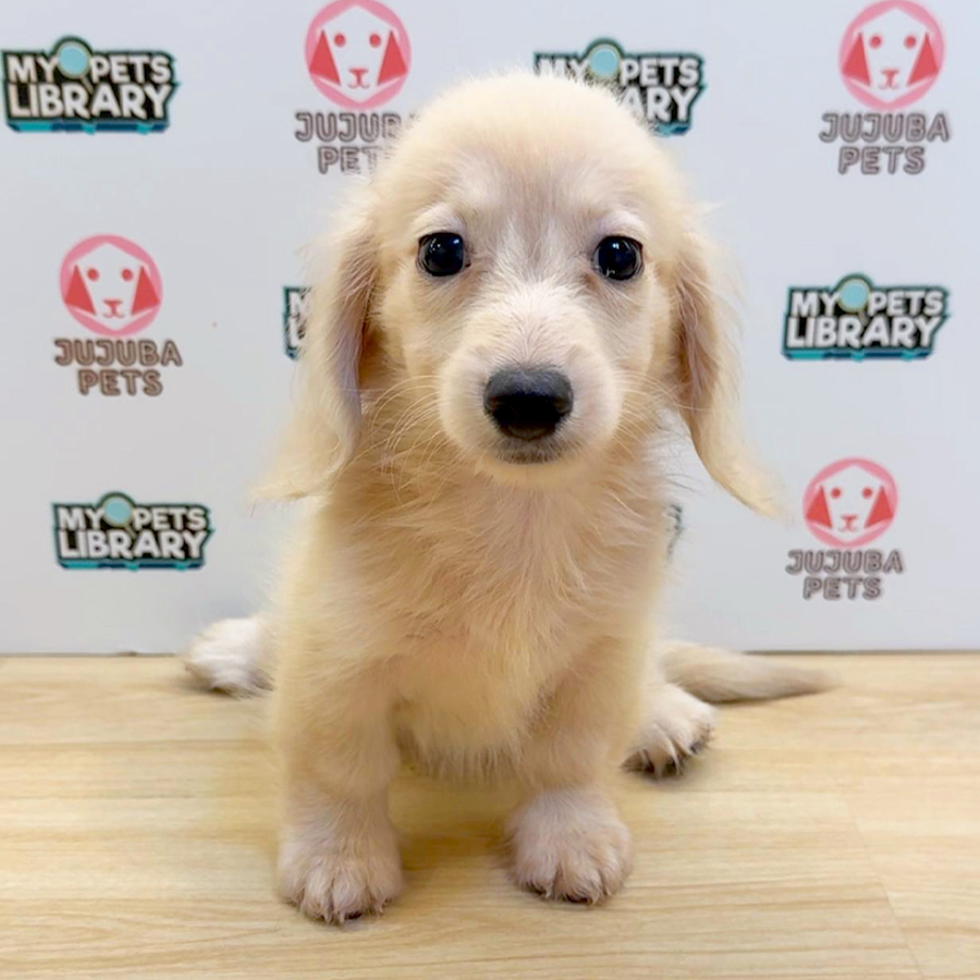 Long Coat Miniature Dachshund Puppy (Male) For Sale