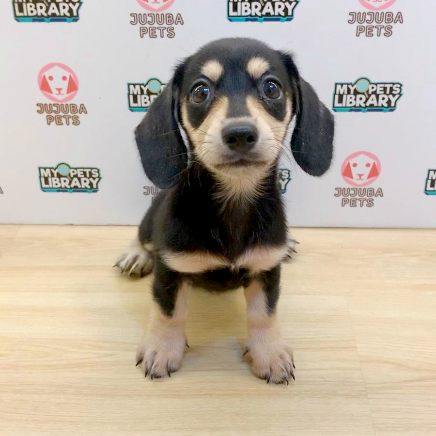 Miniature Dachshund Puppy (Female) For Sale