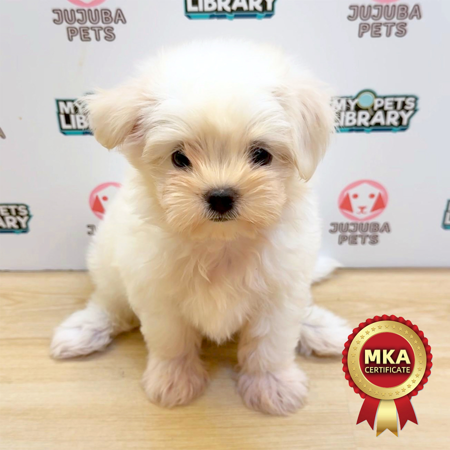 MKA Maltese Puppy (Male) For Sale