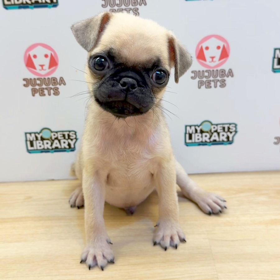 Pug Puppy (Male) For Sale