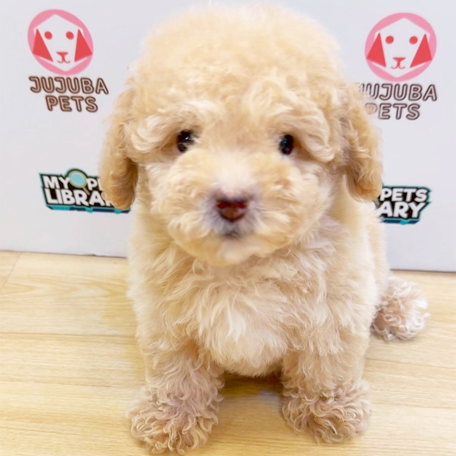 Tiny Poodle Puppy (Male) For Sale