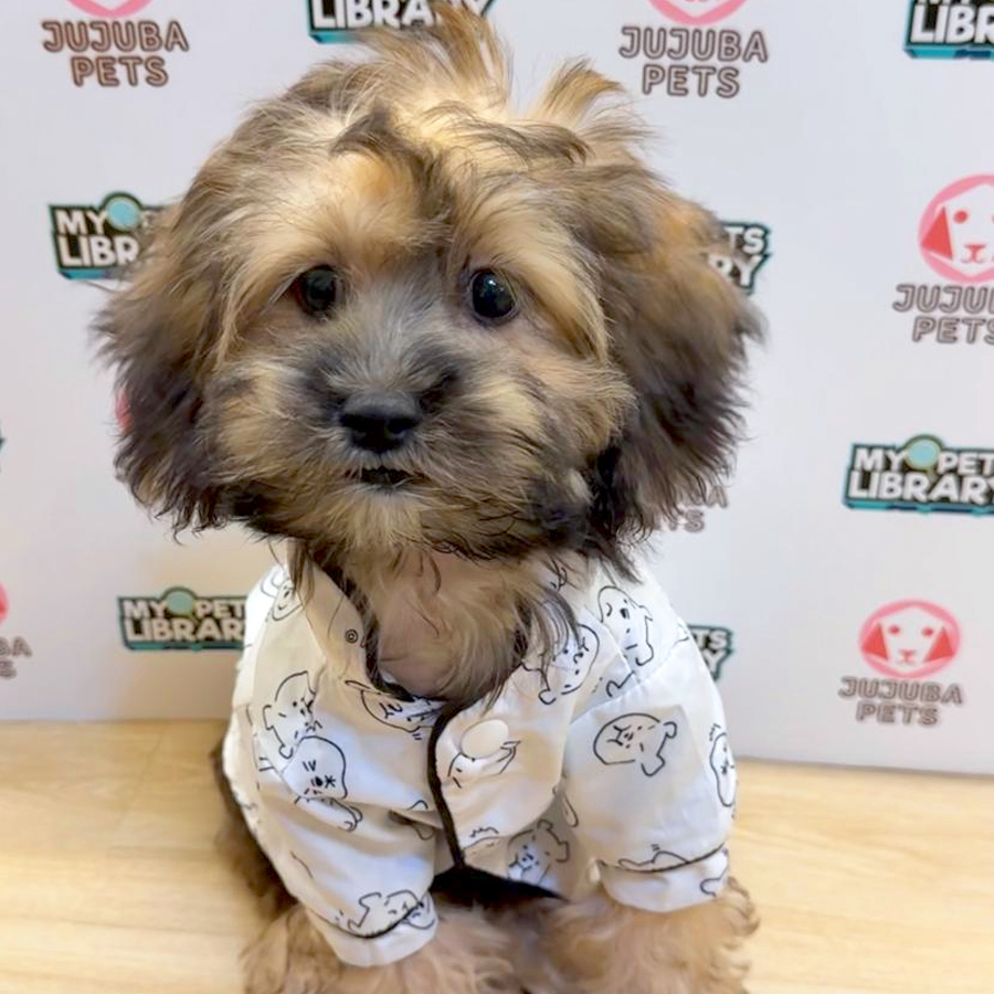 Shihpoo Puppy (Male) For Sale