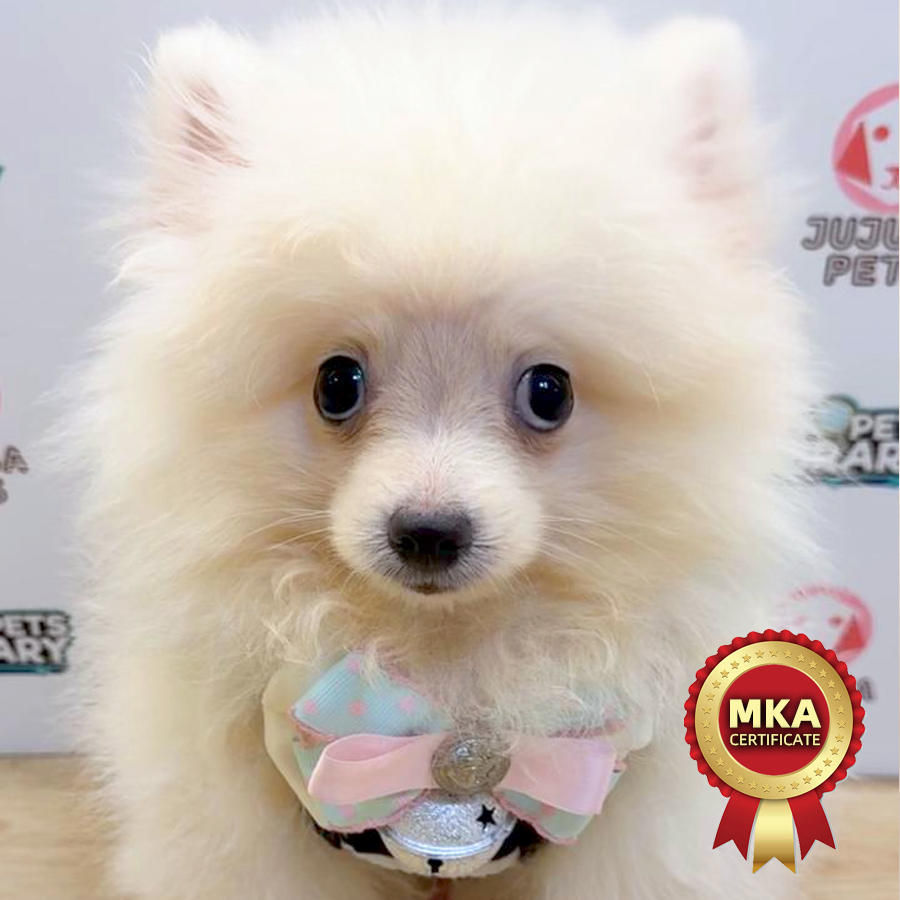 MKA Pomeranian Puppy (Male) For Sale
