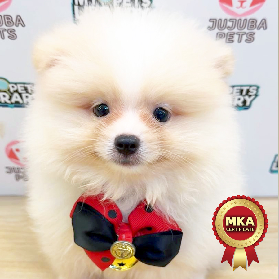 MKA Pomeranian Puppy (Male) For Sale