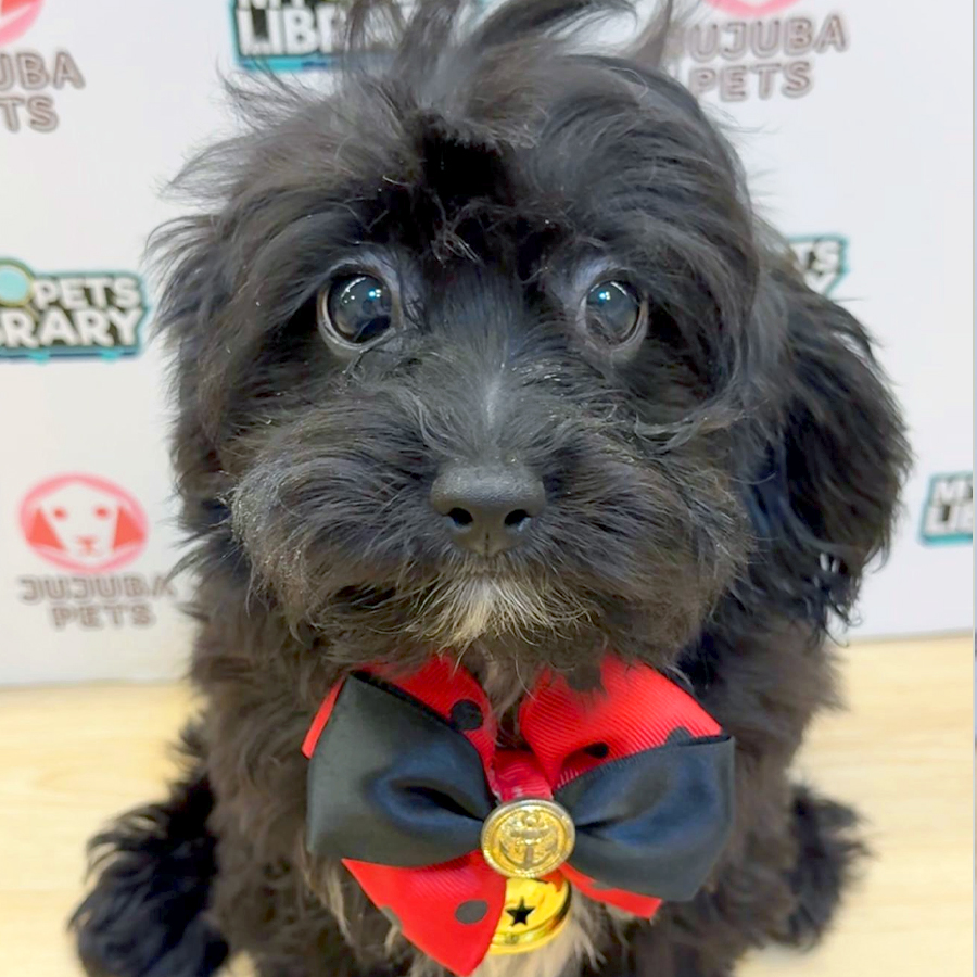 Shihpoo Puppy (Female) For Sale
