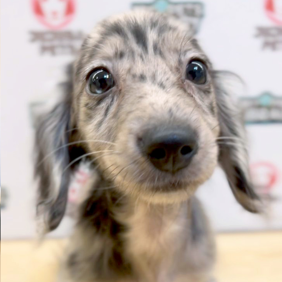 Long Coat Miniature Dachshund Puppy (Female) For Sale