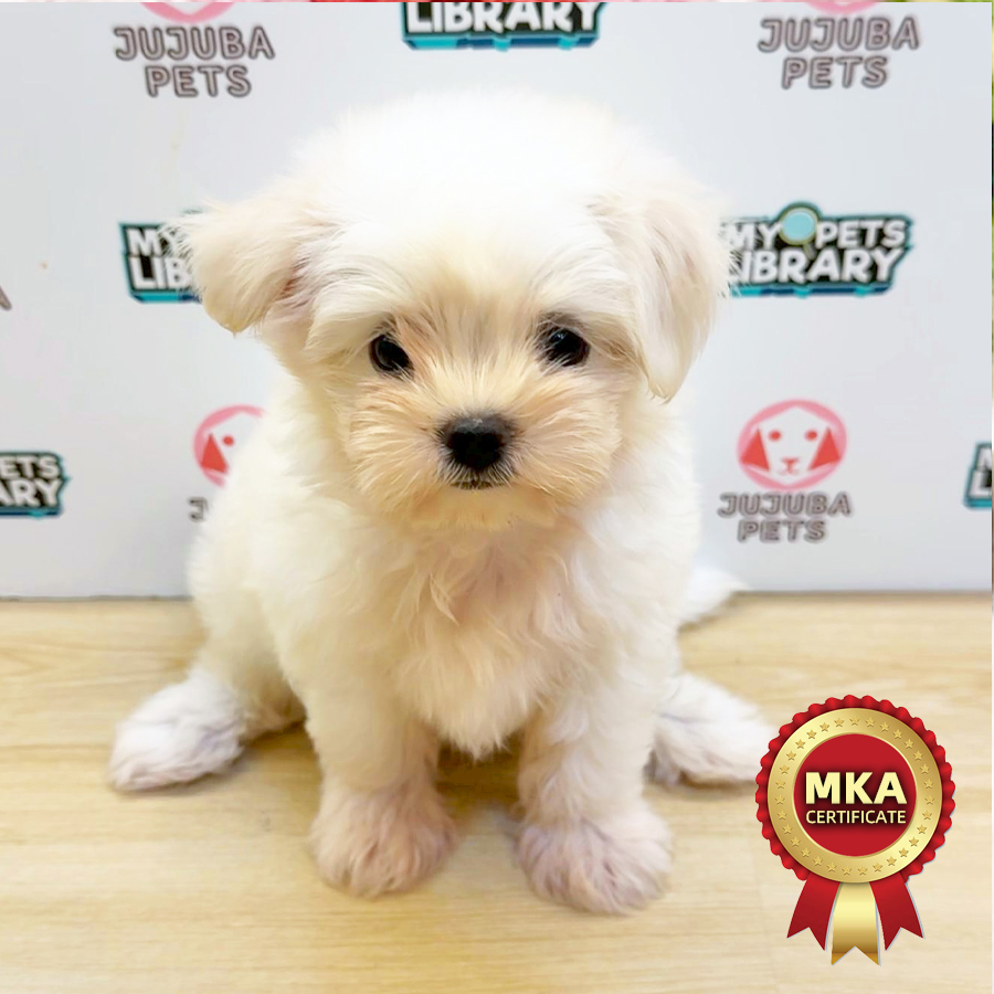 MKA Maltese Puppy (Male) For Sale