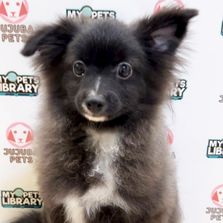 Pomeranian Puppy (Male) For Sale