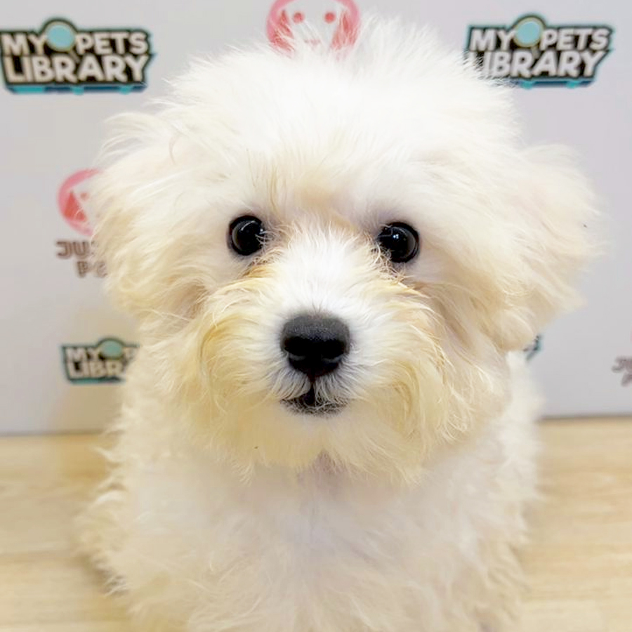 Toy Poodle Puppy (Male) For Sale