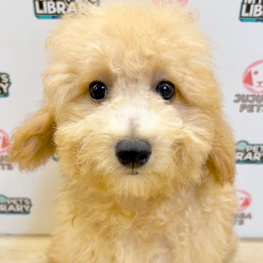 Toy Poodle Puppy (Male) For Sale