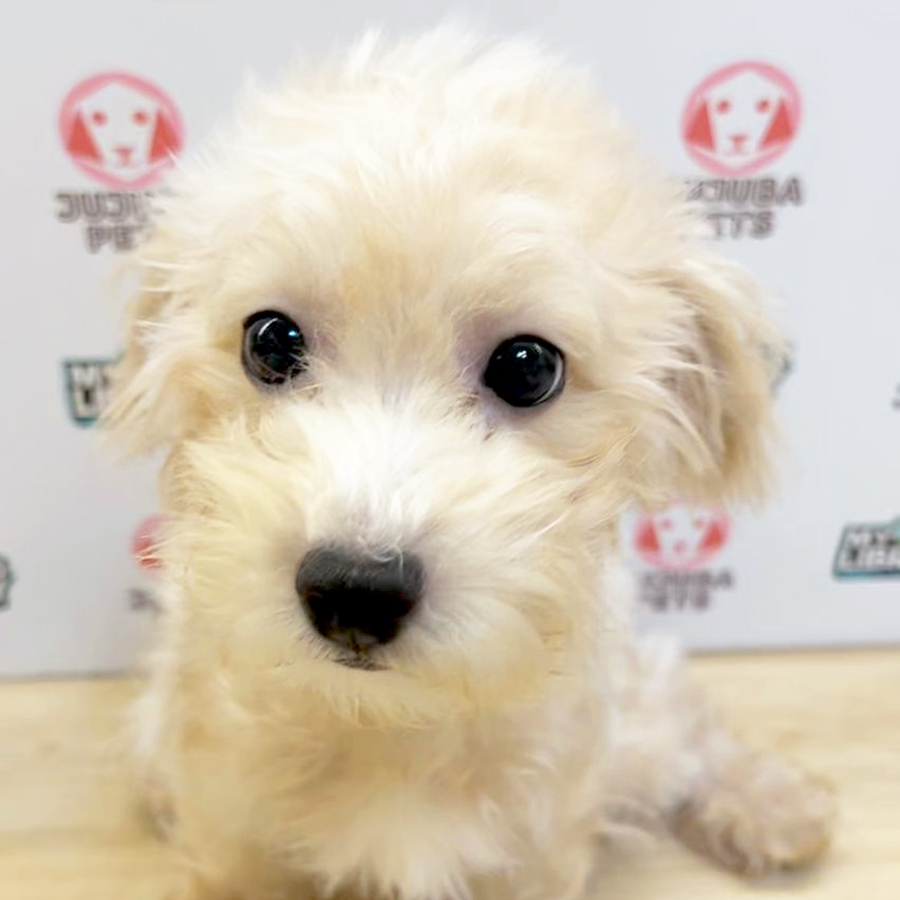 Poochon Puppy (Male) For Sale