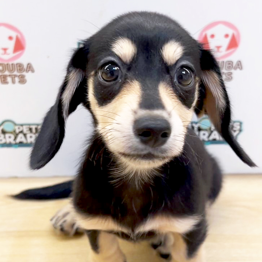 Miniature Dachshund Puppy (Female) For Sale