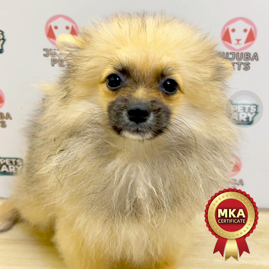 MKA Pomeranian Puppy (Female) For Sale