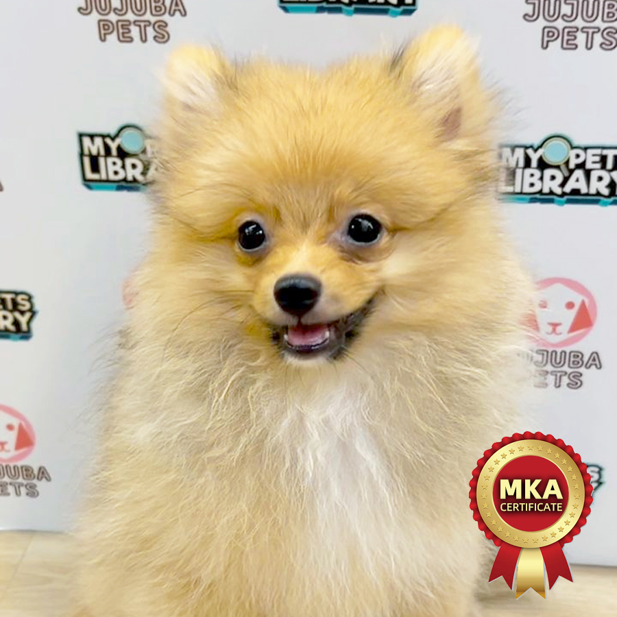 MKA Pomeranian Puppy (Female) For Sale