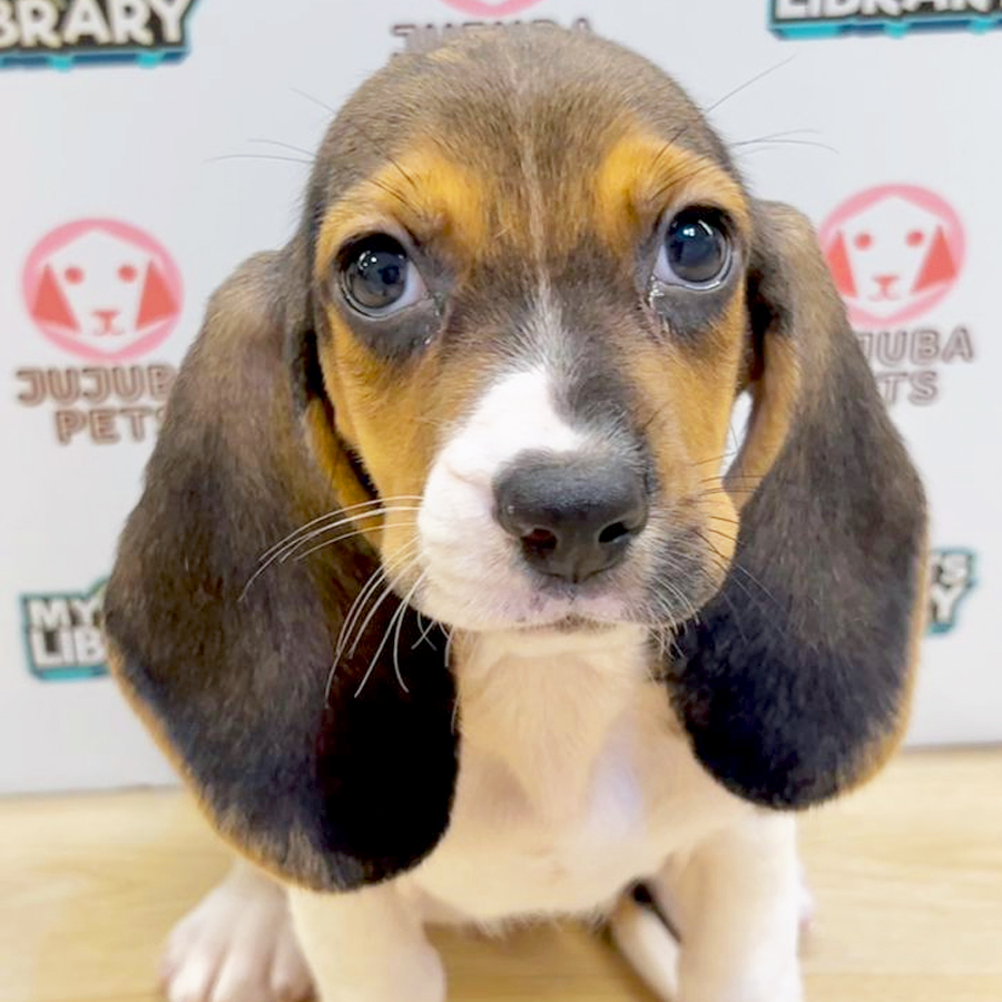 Beagle Puppy (Male) For Sale