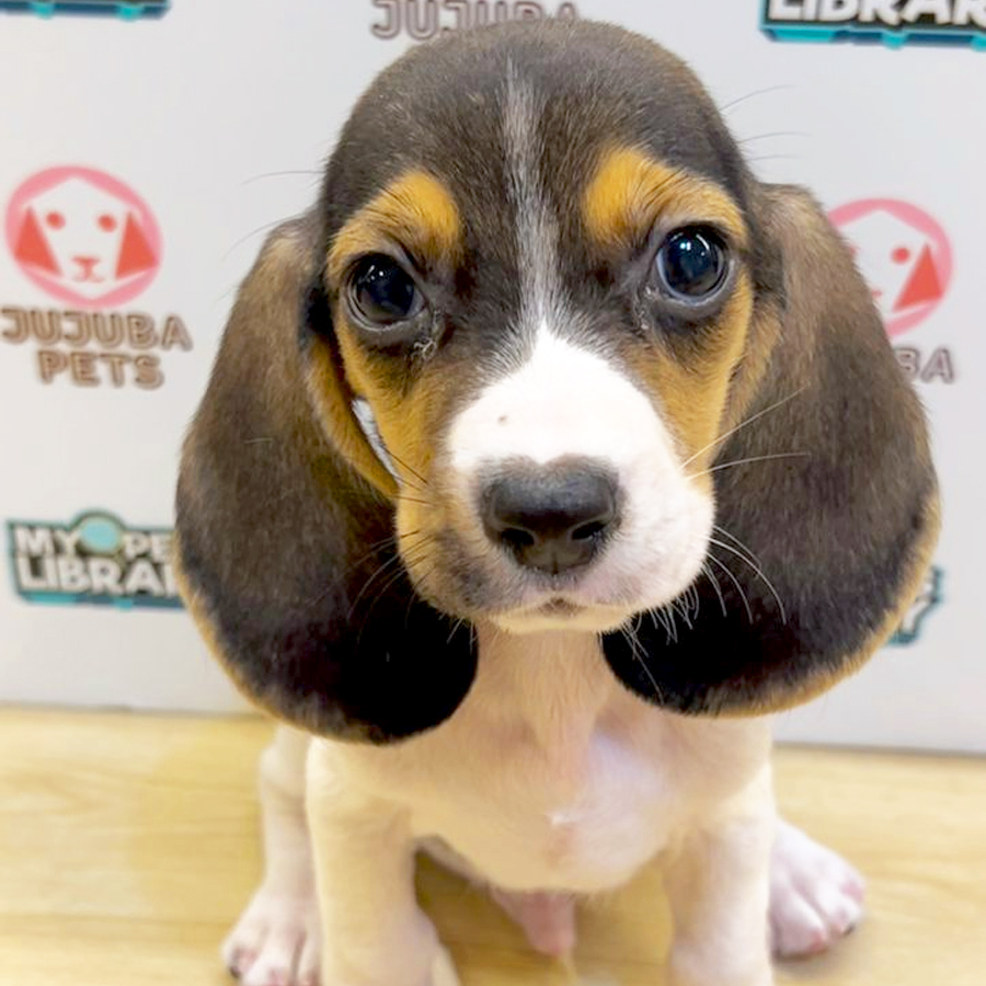 Beagle Puppy (Female) For Sale