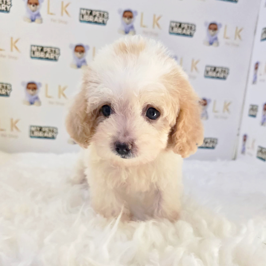 Tiny Maltipoo Puppy (Female) For Sale