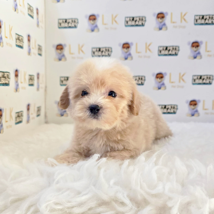Tiny Maltipoo Puppy (Male) For Sale