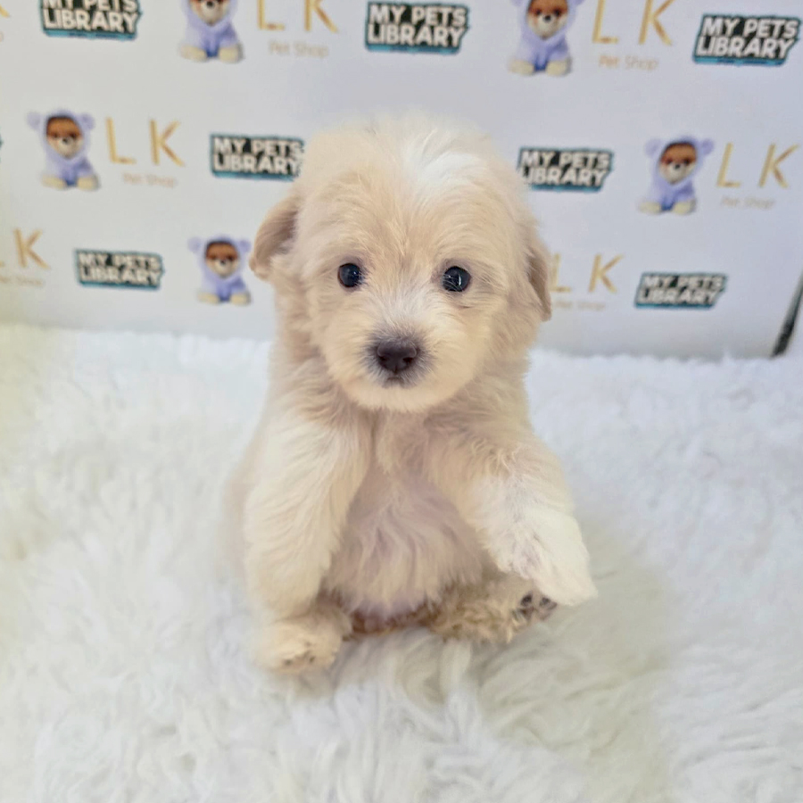 Tiny Maltipoo Puppy (Female) For Sale