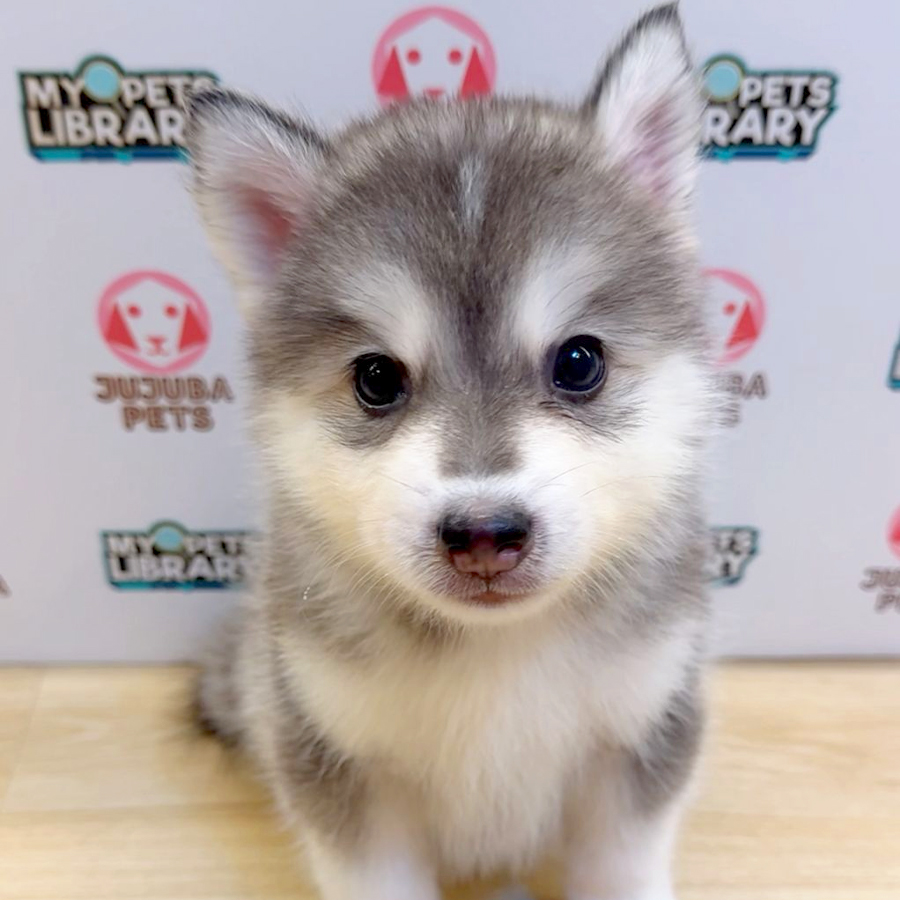 Pomsky Puppy (Male) For Sale