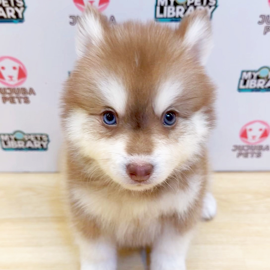Pomsky Puppy (Male) For Sale