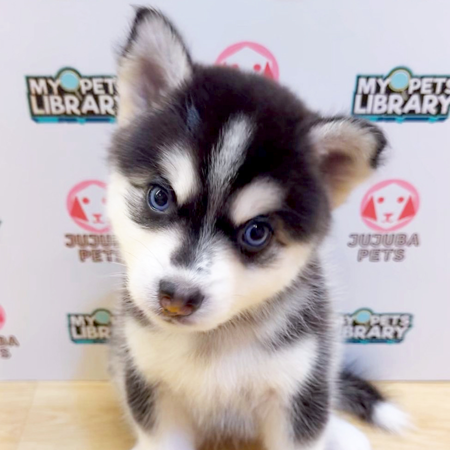 Pomsky Puppy (Female) For Sale