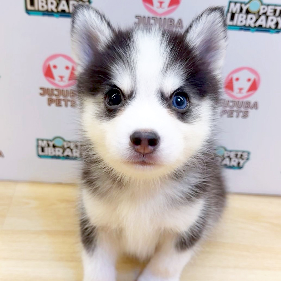 Pomsky Puppy (Male) For Sale
