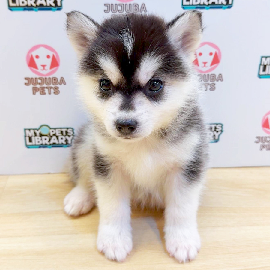 Pomsky Puppy (Female) For Sale