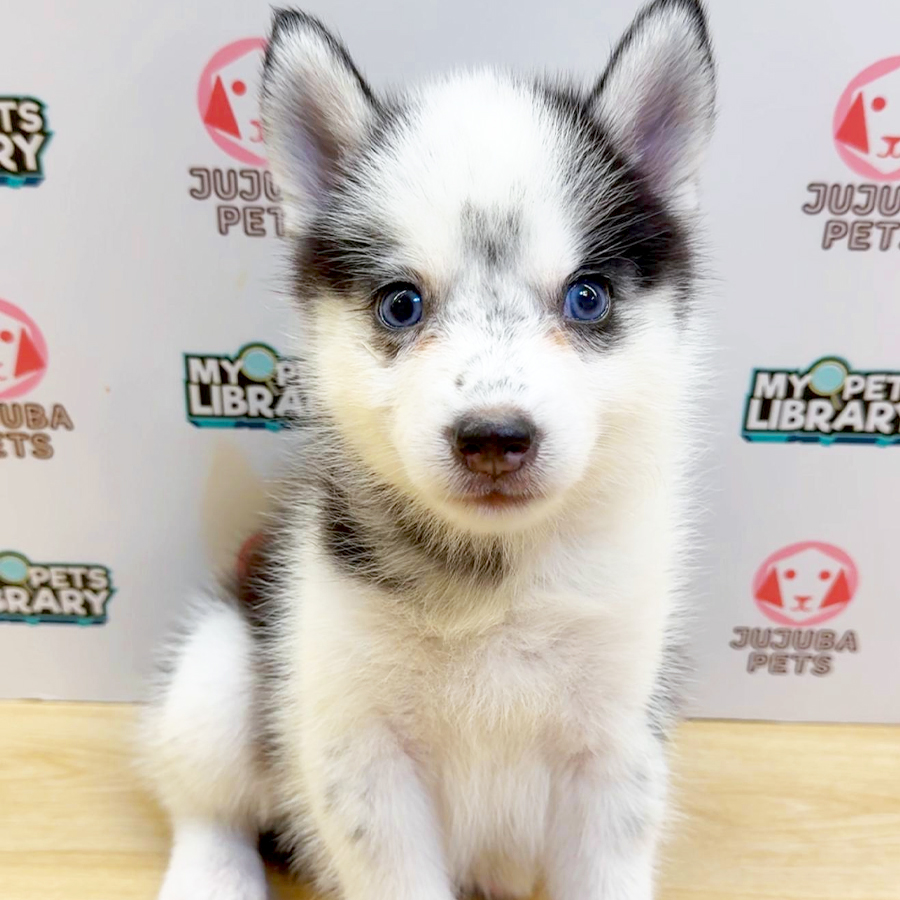 Pomsky Puppy (Female) For Sale
