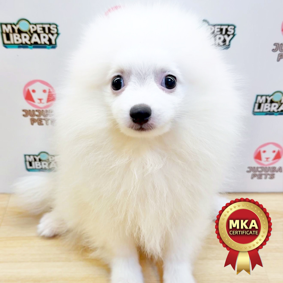 MKA Pomeranian Puppy (Male) For Sale