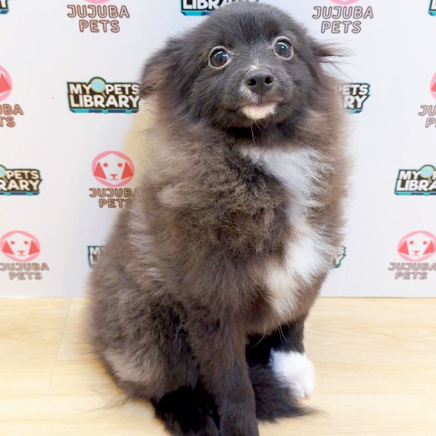 Pomeranian Puppy (Male) For Sale
