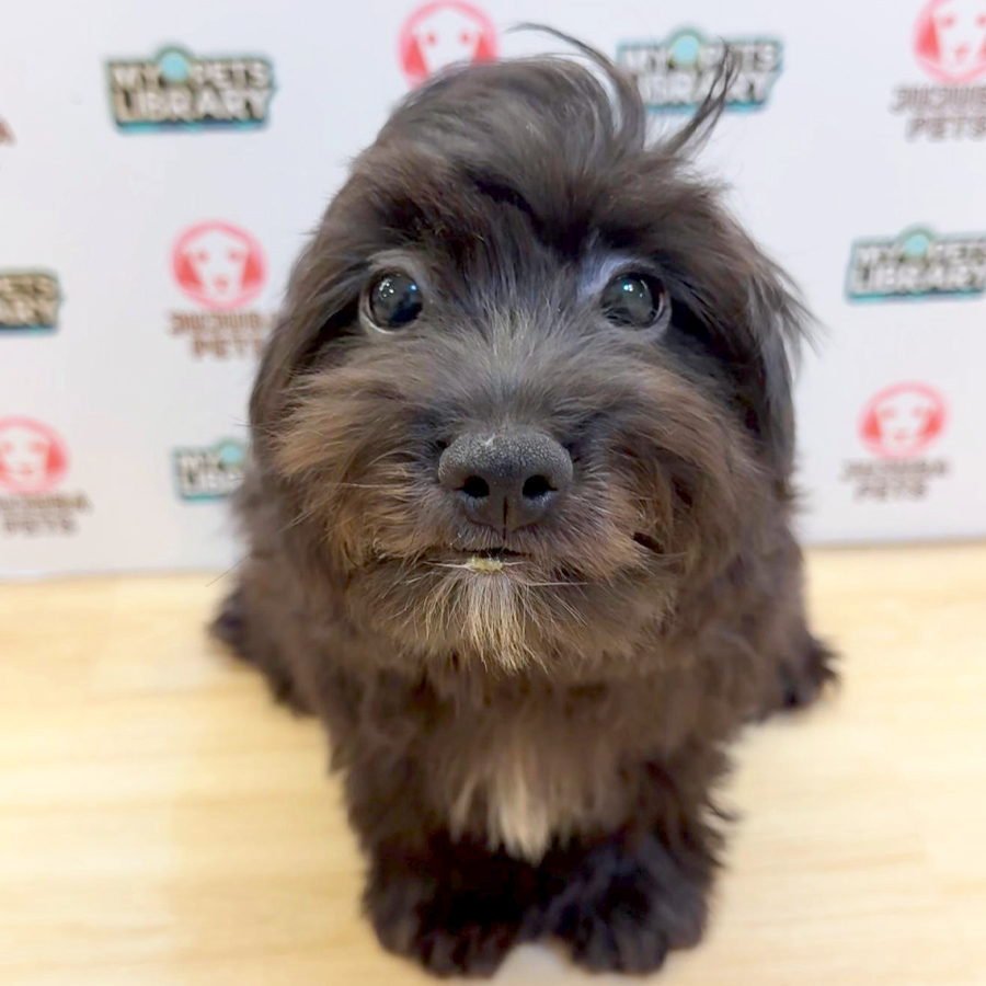 Shihpoo Puppy (Female) For Sale