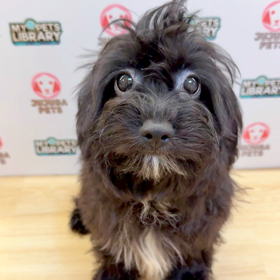 Shihpoo Puppy (Male) For Sale